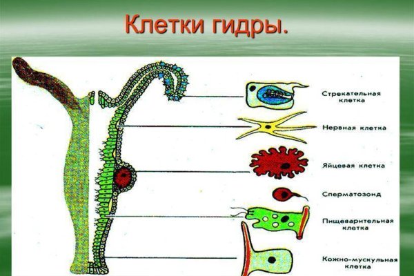 Kraken площадка