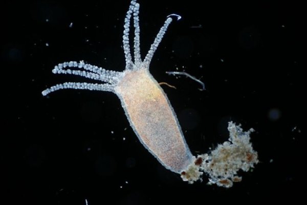 Kraken 26 at